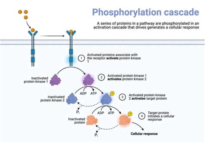 Are all kinases phosphorylate?