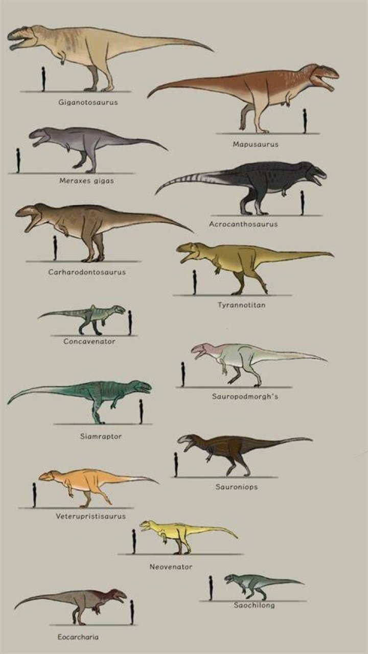 Can animals remember the past?