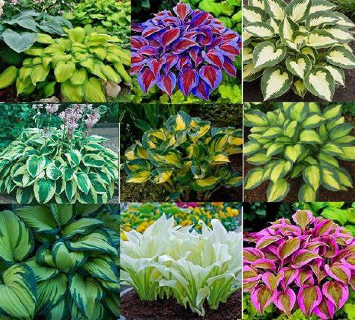 Can I transplant hostas in the summer?