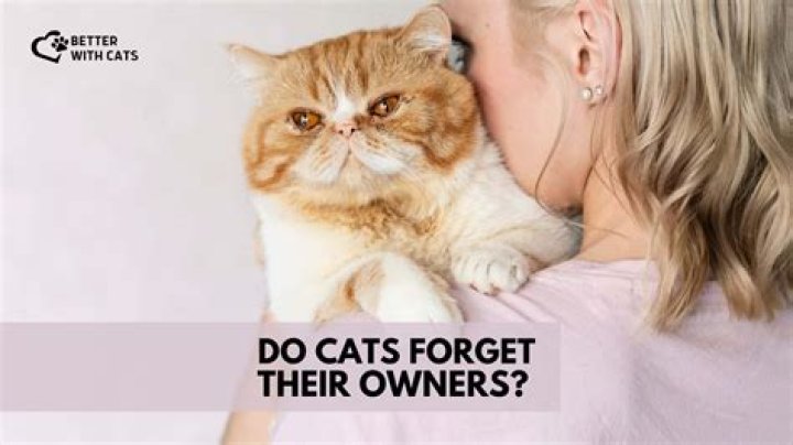Do cats ever forget their owners?