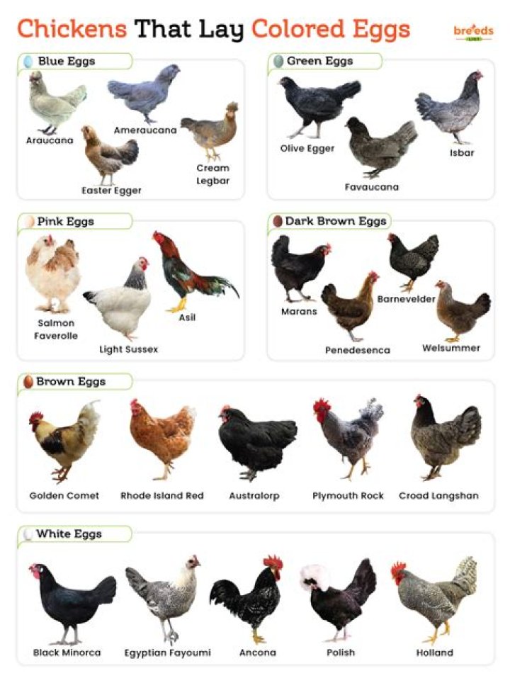 Do chickens like to lay in the dark?