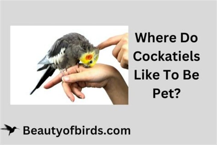 Do cockatiels like to be touched?