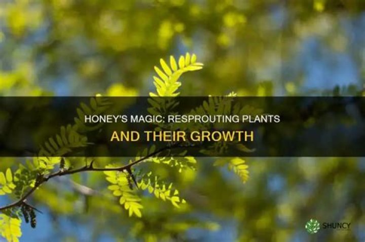 Does honey help plants root?