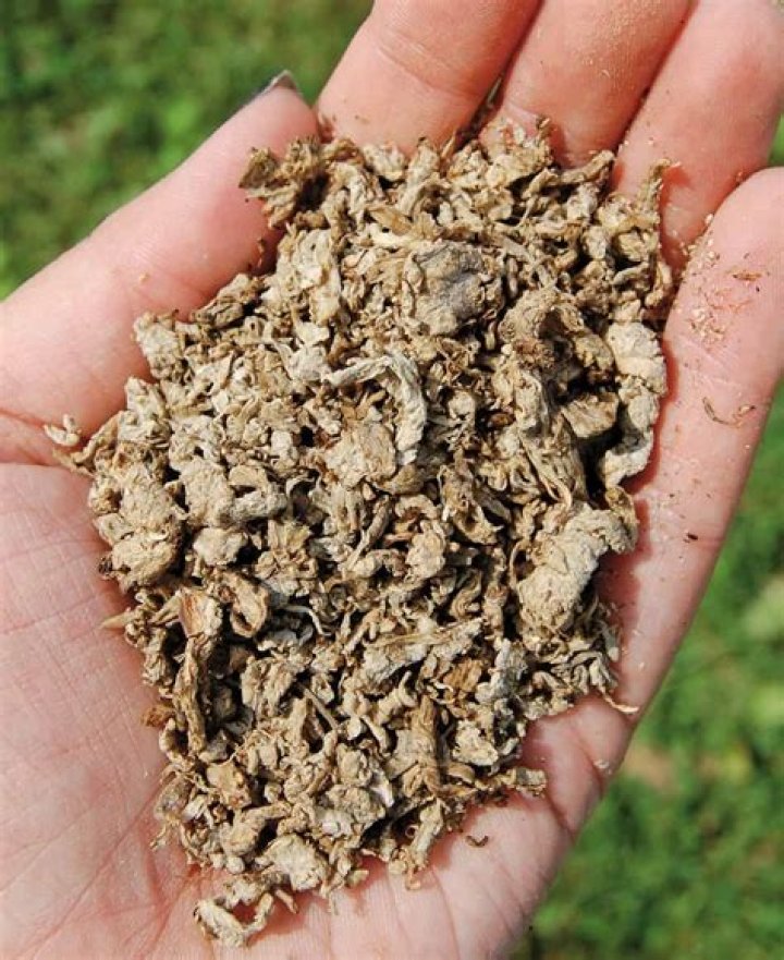 Is beet pulp good for Laminitic horses?