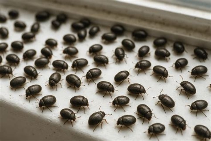 What are these little black bugs in my carpet?