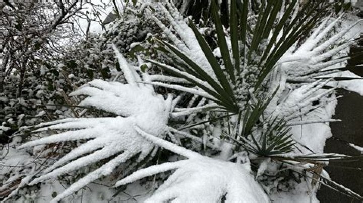 What is the most cold hardy palm tree?