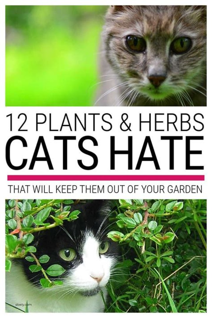What plant do cats hate the most?
