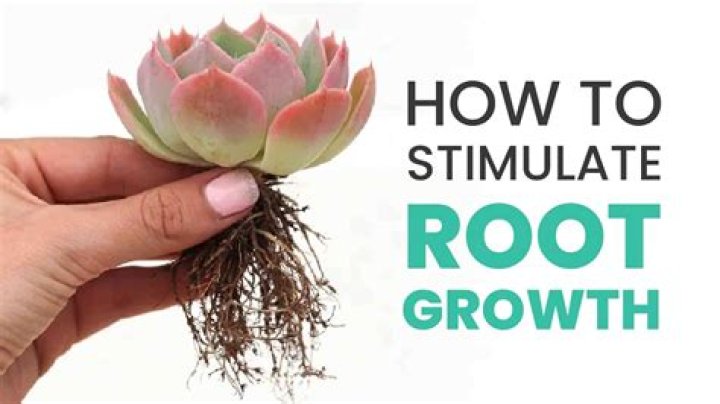 What stimulates root growth?