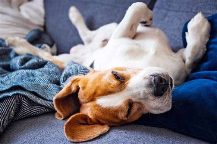 Why do dogs go to the end of the bed?