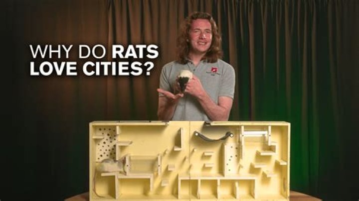 Why do rats love people?