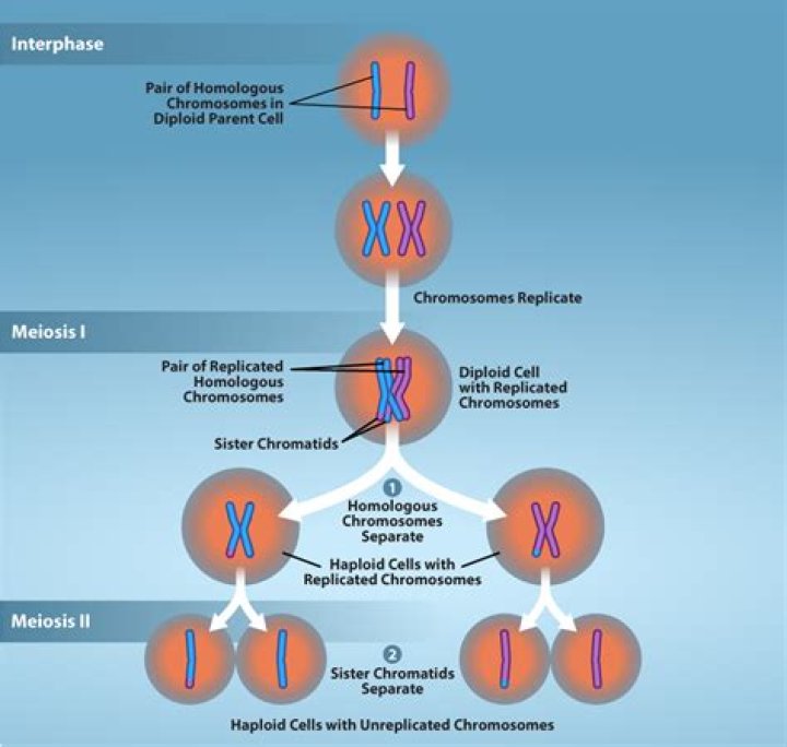 Why is chromosome segregation important?